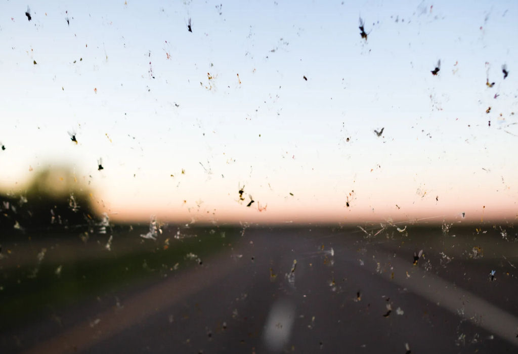 El 'fenómeno del parabrisas': ¿por qué cada vez se estrellan menos insectos  en el frontal del coche?